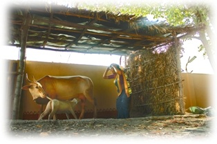 A farmer with a cow and calf