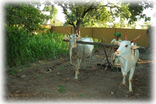 A farmer ploughing his land